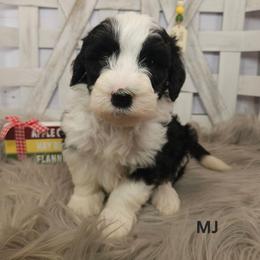 MJ - Black and white female Sheepadoodle puppy in Farley, Iowa from Iowa's Doodle Co.