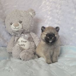 Boy 2 - male Pomeranian puppy in Bolivia, North Carolina from Red Wagon Pomeranians