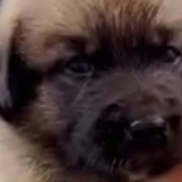 Anatolian Shepherd Dogs from Quiet Waters