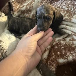 Dachshund Puppies from Willow Weiner Ranch