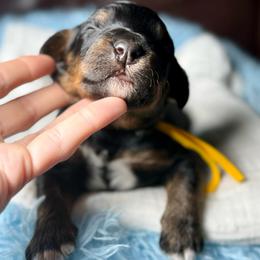Yellow Collar Boy - Tri-color male Bernedoodle puppy in Crete, Illinois from Plum Valley Pups