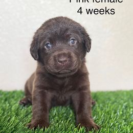 Pink collar - Chocolate female Labrador Retriever puppy in Brooksville, Florida from Lonestar Labradors C&E