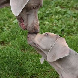 Weimaraner Puppies from Platinum Weimaraners