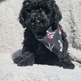 Bernedoodle, Bernese Mountain Dog, Cavapoo, Goldendoodle, and Poodle Puppies from Happy Valley Puppies