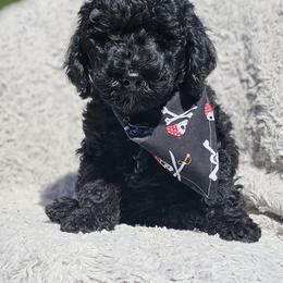 Bernedoodle, Bernese Mountain Dog, Cavapoo, Goldendoodle, and Poodle Puppies from Happy Valley Puppies