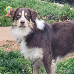 Heathcliff - Australian Shepherd