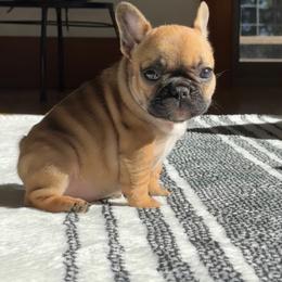 Arabelle - Fawn female French Bulldog puppy in Redway, California from Lost Coast French Bulldogs