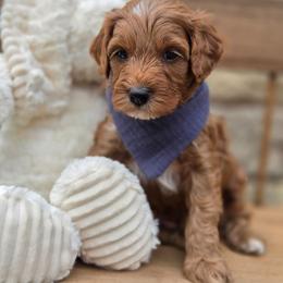 Copper - Red  male Goldendoodle puppy in Leander, Texas from Doodle Doula
