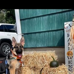 German Shepherd puppies from Levesques German Shepherds