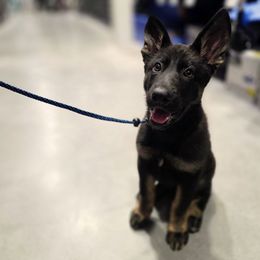 'Nebula' (Lime Collar) - Bi-color female German Shepherd puppy in Maricopa, Arizona from Royalty German Shepherds