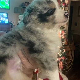 Rip - Blue merle male Australian Shepherd puppy in Riverside, California from Majestic Wrangler’s Aussie’s