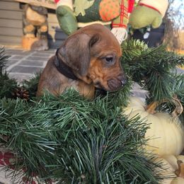 Leggo Black Collar - male Rhodesian Ridgeback puppy in Gaffney, South Carolina from Circle D Farms
