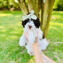 Tulip - Tri-color female Bernedoodle puppy in Carnesville, Georgia from Allie's Southern Doodles