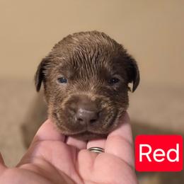 Male 4 - Chocolate male Labrador Retriever puppy in Anderson, Texas from TLS Retrievers