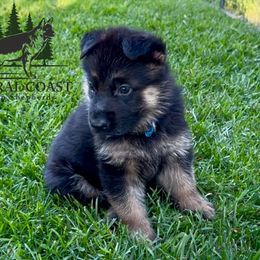 Boy 5 - male German Shepherd puppy in Paso Robles, California from Central Coast German Shepherds