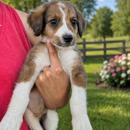 Gus - Merle male Bernedoodle puppy in Holden, Missouri from Mid-West Bernedoodles