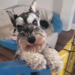 Princess - Miniature Schnauzer