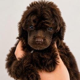 Pretzel - Brown male Poodle puppy in Grovetown, Georgia from PND Kennel