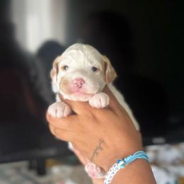 Skye - Parti female Goldendoodle puppy in Hemet, California from Vallevistadoodles