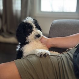 Australian Mountain Doodle Puppies from Magnolia Grove Farms
