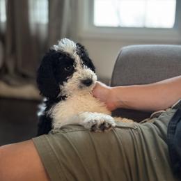 Australian Mountain Doodle Puppies from Magnolia Grove Farms