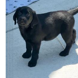 Purple collar - Black female Labrador Retriever puppy in Clinton, Tennessee from Summer Rose