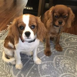 Cavalier King Charles Spaniels from Slade Cavalier