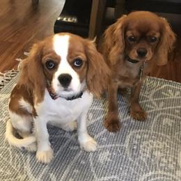 Cavalier King Charles Spaniels from Slade Cavalier