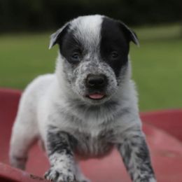 Australian Cattle Dogs from Shelbyland