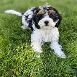 Cody - Tri-color male Cavapoo puppy in Tooele, Utah from Dinky Doo Doodles