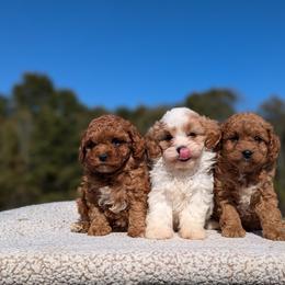 Bernedoodle and Cavapoo Puppies from Spencer's "lil" Cavapoos & Bernedoodles