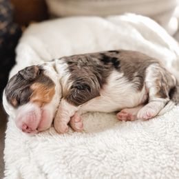 Chestnut - Merle male Bernedoodle puppy in Ammon, Idaho from Little Stone Bernedoodles