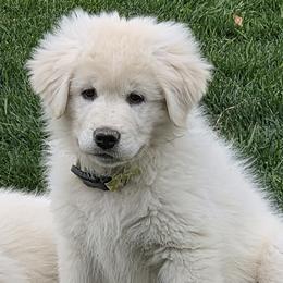 Female - Lime Green Flowered Collar - White female Maremma Sheepdog puppy in Pocatello, Idaho from The Ewe Crew Homestead LLC