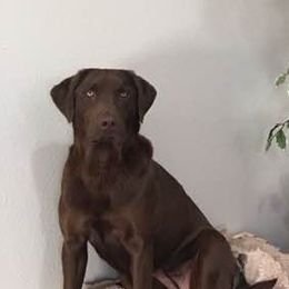 Labrador Retrievers from Lisa’s Country Kennels