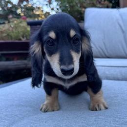 Reece - Black and cream male Dachshund puppy in Cottage Grove, Oregon from Freckled Roots Farm Dachshunds