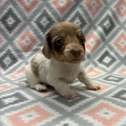 Boy 3 - Piebald male Dachshund puppy in Hoover, Alabama from Tide Town Doxies