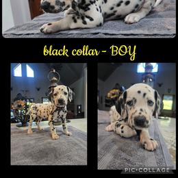 Black - White and black male Dalmatian puppy in Pulaski, Tennessee from River Valley Forge Dalmatians