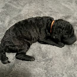 Orange Boy - Silver male Poodle puppy in East Wenatchee, Washington from Stylish Standards