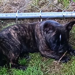 French Bulldog All Grown Up from Jettons Jewels Frenchies