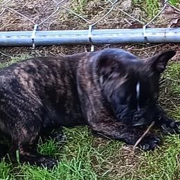 French Bulldog All Grown Up from Jettons Jewels Frenchies