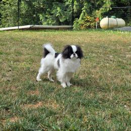 Theo - Black and white male Japanese Chin puppy in Snohomish, Washington from Musashi Japanese Chin