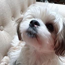 Luna - White and tan female Mal-Shi puppy in Benton Harbor Mi, Michigan from Wiggle Bottom Shih Tzu/Maltese