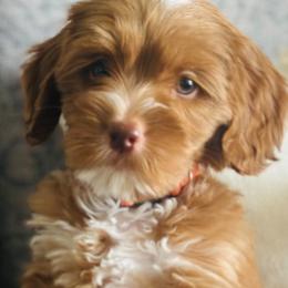 Australian Labradoodle Puppies from Daff-O-Doodles