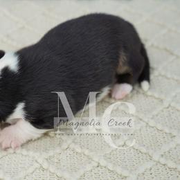 Satin (Tri Fluff Male w Tail) - Black and tan male American Corgi puppy in Straughn, Alabama from Magnolia Creek Corgis