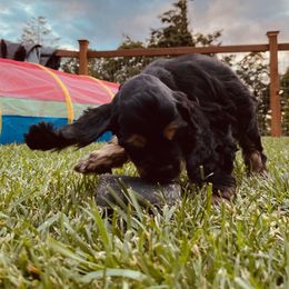 Cocker Spaniel Puppies from Hilltop Cockers
