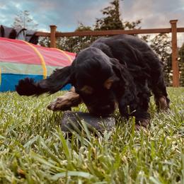 Cocker Spaniel Puppies from Hilltop Cockers