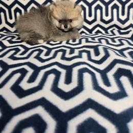 Noel - Orange sable male Pomeranian puppy in Texas from Ruby's Poms
