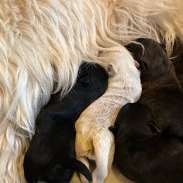 Scottish Terrier puppies from Lee Valley Scotties