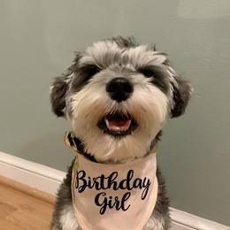 Miniature Schnauzers from Heart of Virginia Schnauzers