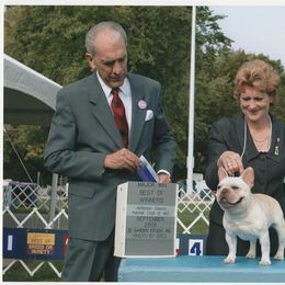 French Bulldog All Grown Up from Hillbuckle's French Bulldogs